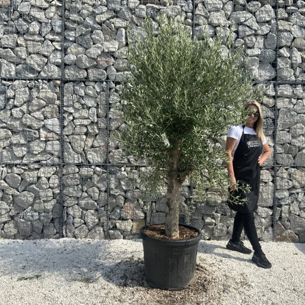 Olive Tree Tuscan Chunky Trunk  J794