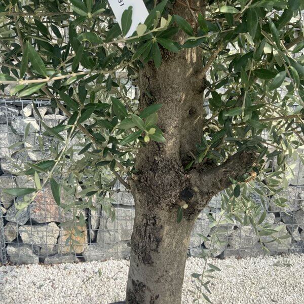 Olive Tree Tuscan Chunky Trunk  J794 - Image 3