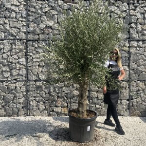 Olive Tree Tuscan Chunky Trunk  J793