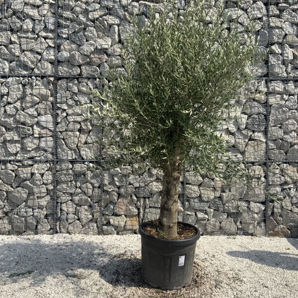 Olive Tree Tuscan Chunky Trunk  J793 - Image 2
