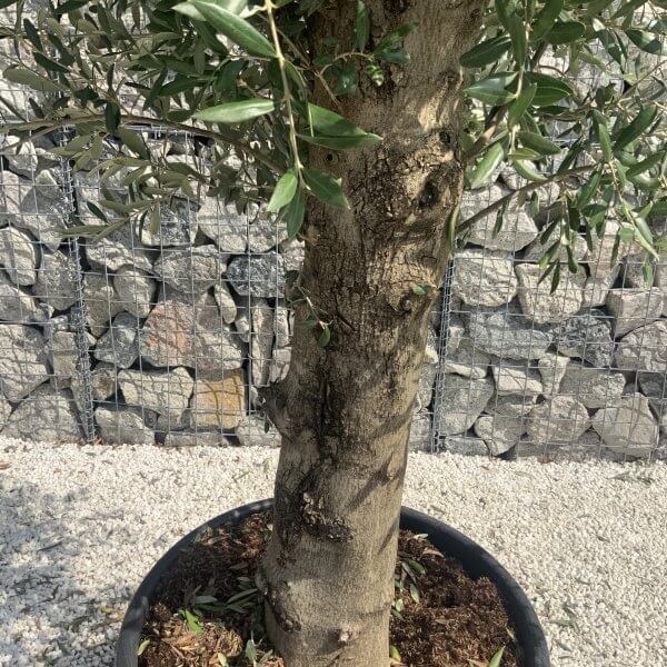 Olive Tree Tuscan Chunky Trunk  J793 - Image 3