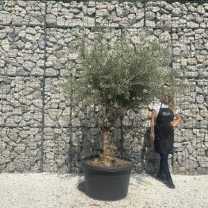 Gnarled Multistem Olive Tree XL J344
