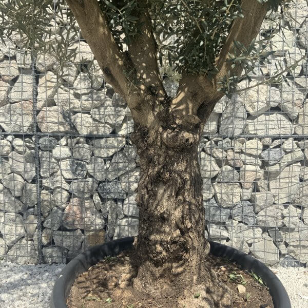 Gnarled Multistem Olive Tree XL J343 - Image 3