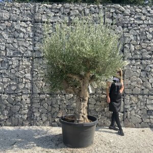 Olive Tree Tuscan Multi Stem Chunky Trunk XXL J781