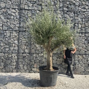 Olive Tree Tuscan Multi Stem Chunky Trunk J769
