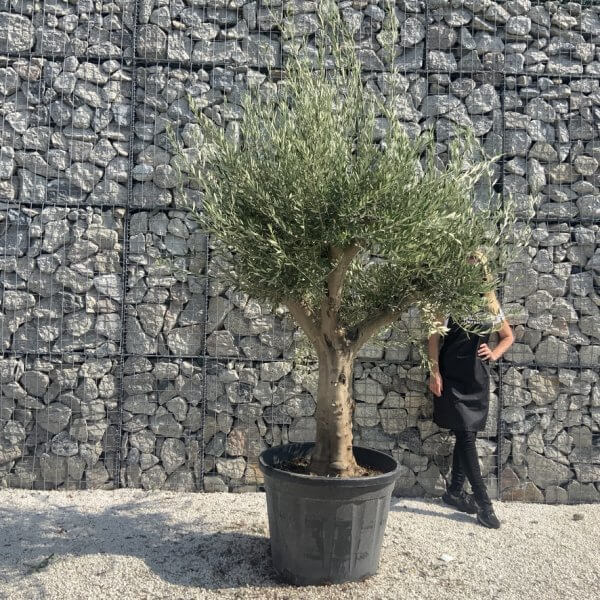 Olive Tree Tuscan Multi Stem Chunky Trunk J769