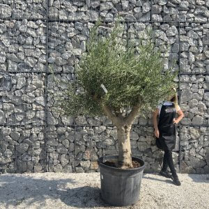 Olive Tree Tuscan Multi Stem Chunky Trunk J771