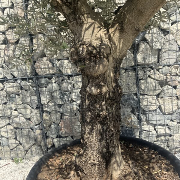 Gnarled Multistem Olive Tree XL J346 - Image 3