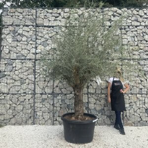 Gnarled Multistem Olive Tree XL J312