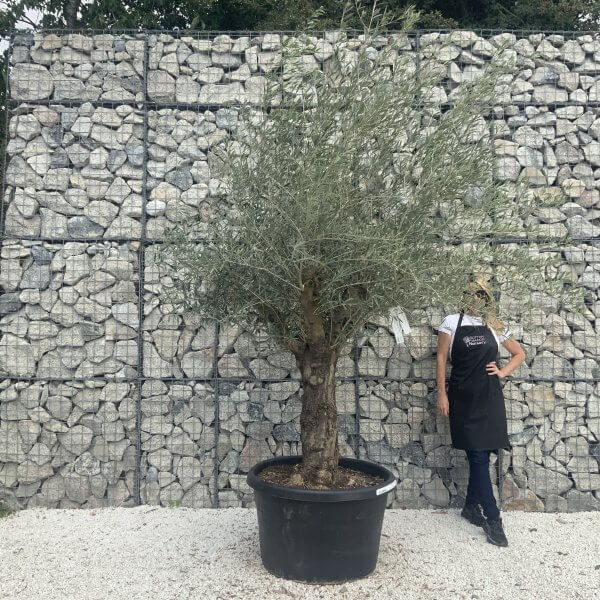 Gnarled Multistem Olive Tree XL J312