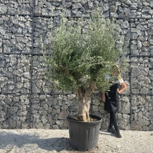 Olive Tree Tuscan Multi Stem Chunky Trunk J768