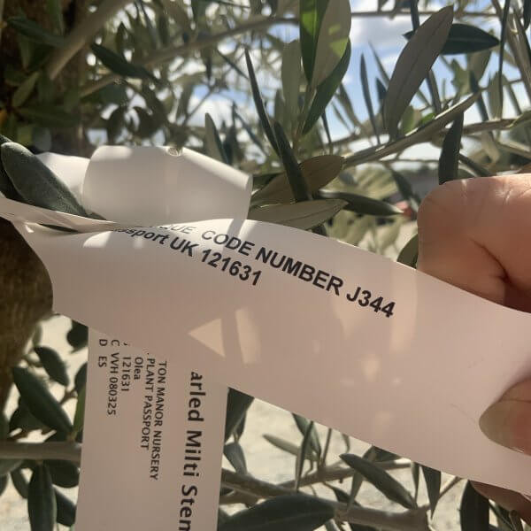 Gnarled Multistem Olive Tree XL J344 - Image 4