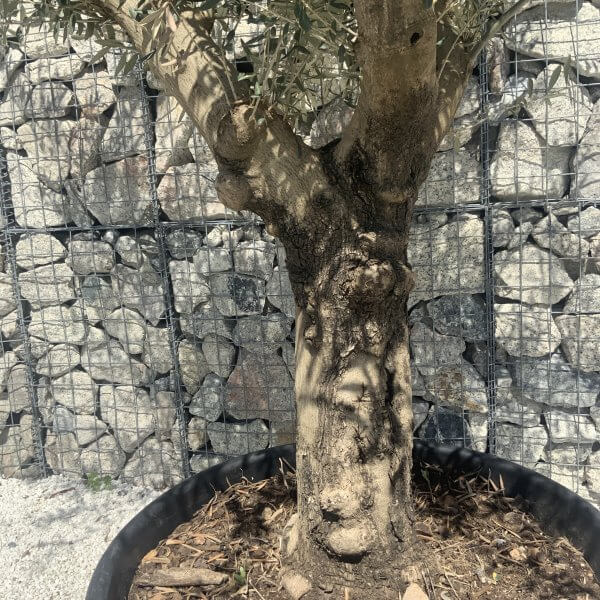 Gnarled Multistem Olive Tree XL J347 - Image 3