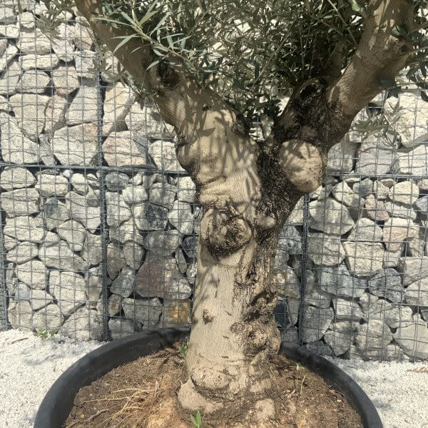Gnarled Multistem Olive Tree XL J284 - Image 3