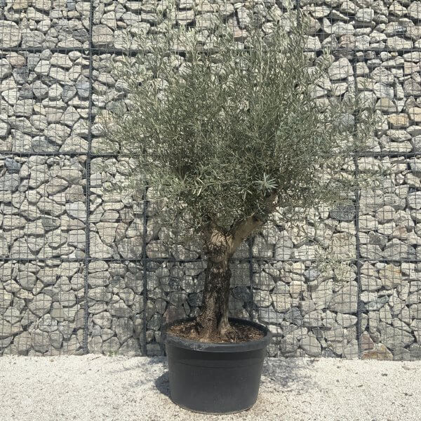 Gnarled Multistem Olive Tree XL J346 - Image 2