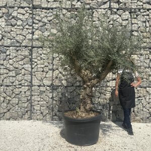 Gnarled Multistem Olive Tree XL J311