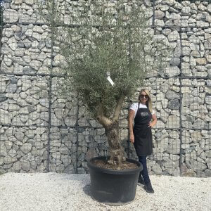 Gnarled Multistem Olive Tree XL J283