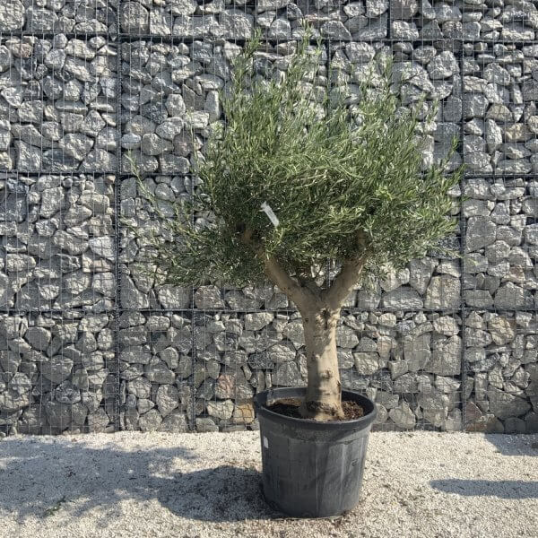 Olive Tree Tuscan Multi Stem Chunky Trunk J771 - Image 2