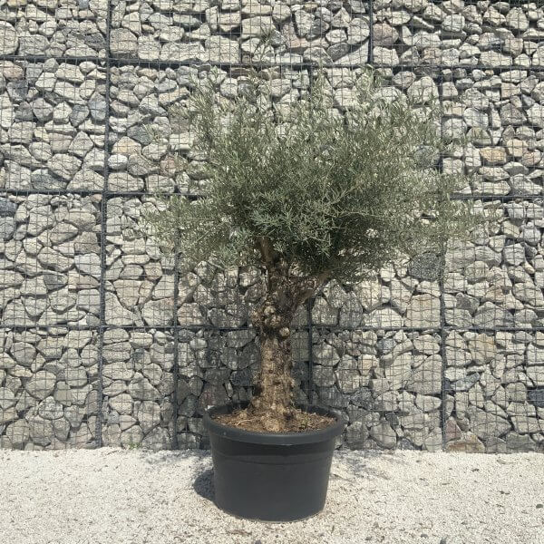 Gnarled Multistem Olive Tree XL J344 - Image 2