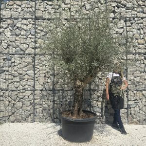 Gnarled Multistem Olive Tree XL J346