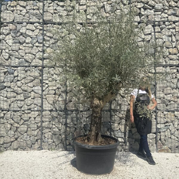 Gnarled Multistem Olive Tree XL J346