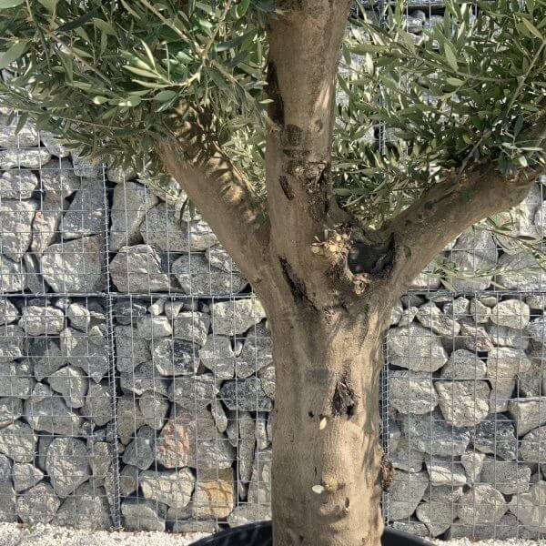 Olive Tree Tuscan Multi Stem Chunky Trunk J769 - Image 3
