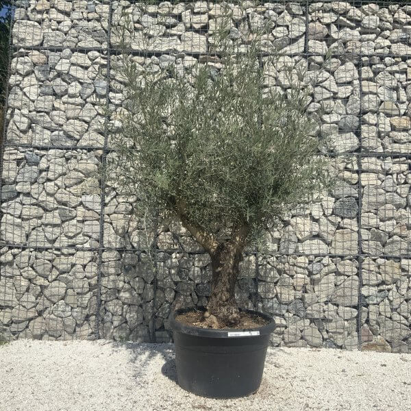 Gnarled Multistem Olive Tree XL J345 - Image 2
