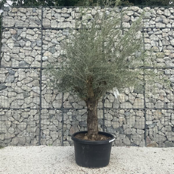 Gnarled Multistem Olive Tree XL J312 - Image 2