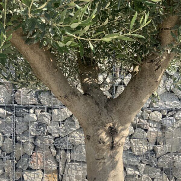 Olive Tree Tuscan Multi Stem Chunky Trunk J771 - Image 3
