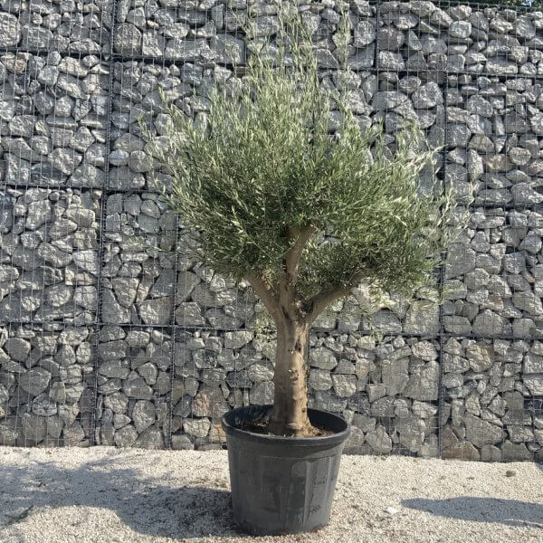 Olive Tree Tuscan Multi Stem Chunky Trunk J769 - Image 2