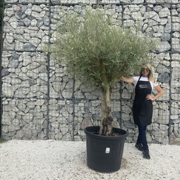 Gnarled Multistem Olive Tree XL J037