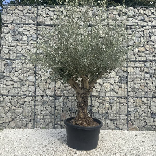 Gnarled Multistem Olive Tree XL J375 - Image 2