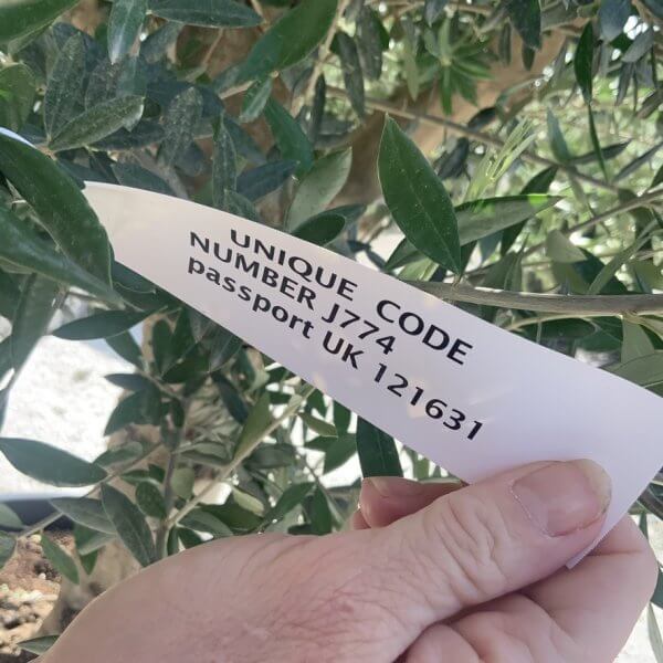 Olive Tree Tuscan Multi Stem Chunky Trunk XXL J774 - Image 3