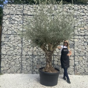 Gnarled Multistem Olive Tree XL J375