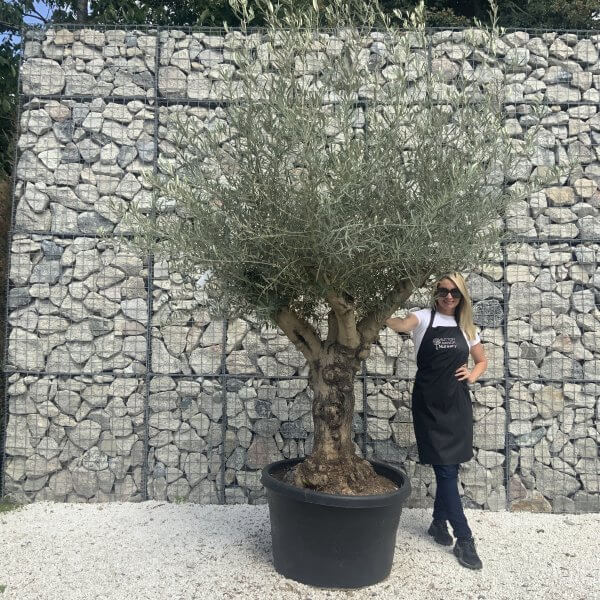 Gnarled Multistem Olive Tree XL J375