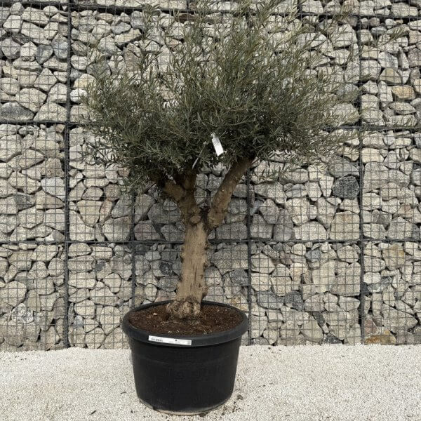 Gnarled Multistem Olive Tree XL J309 - Image 2