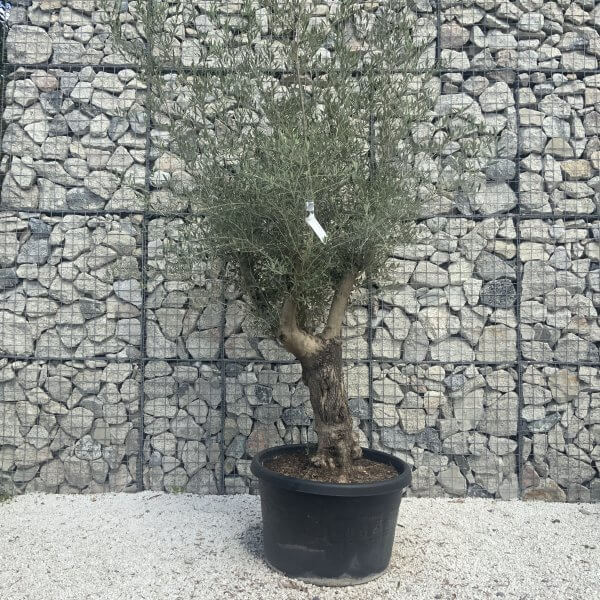 Gnarled Multistem Olive Tree XL J283 - Image 2