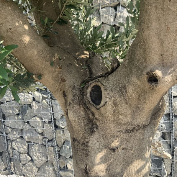 Olive Tree Tuscan Multi Stem Chunky Trunk J768 - Image 4