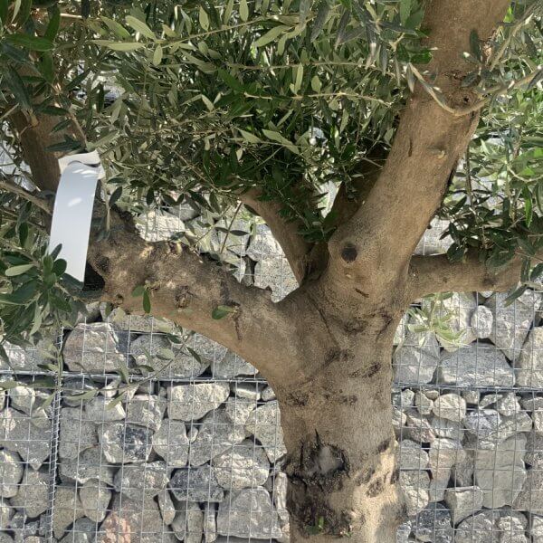 Olive Tree Tuscan Multi Stem Chunky Trunk XXL J774 - Image 2