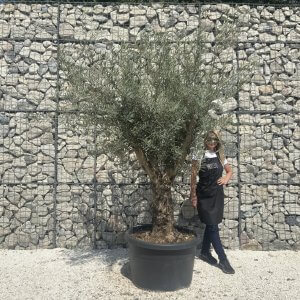 Gnarled Multistem Olive Tree XL J343