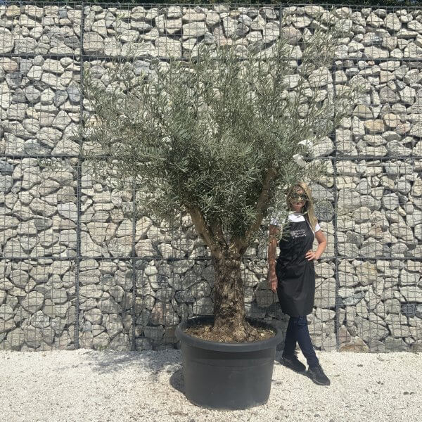 Gnarled Multistem Olive Tree XL J343