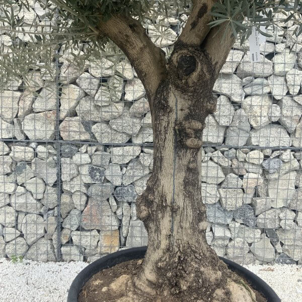 Gnarled Multistem Olive Tree XL J310 - Image 3
