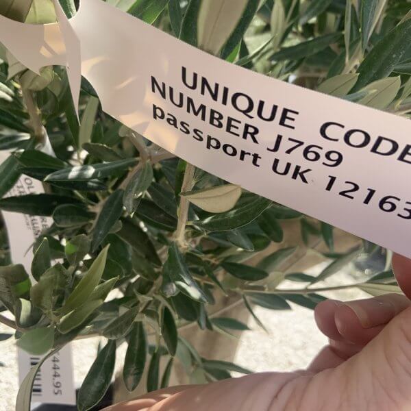 Olive Tree Tuscan Multi Stem Chunky Trunk J769 - Image 4