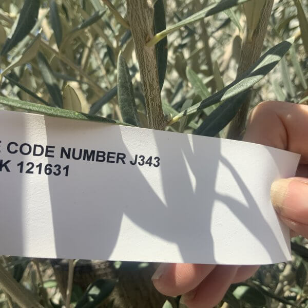 Gnarled Multistem Olive Tree XL J343 - Image 4