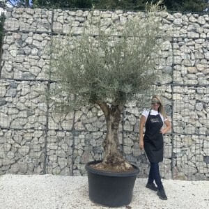 Gnarled Multistem Olive Tree XL J310