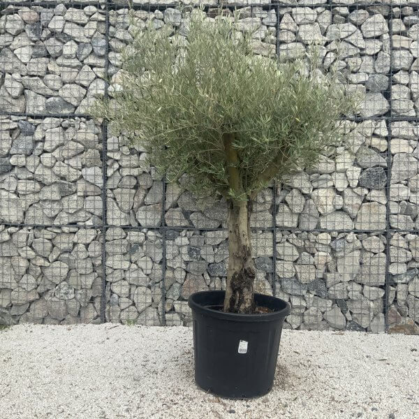 Gnarled Multistem Olive Tree XL J037 - Image 2