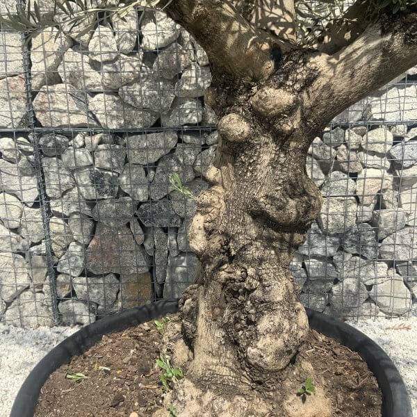 Gnarled Multistem Olive Tree XL J311 - Image 3