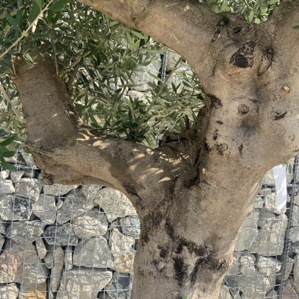 Olive Tree Tuscan Multi Stem Chunky Trunk XXL J781 - Image 3