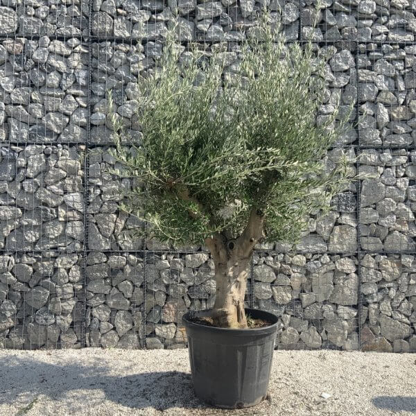 Olive Tree Tuscan Multi Stem Chunky Trunk J768 - Image 2