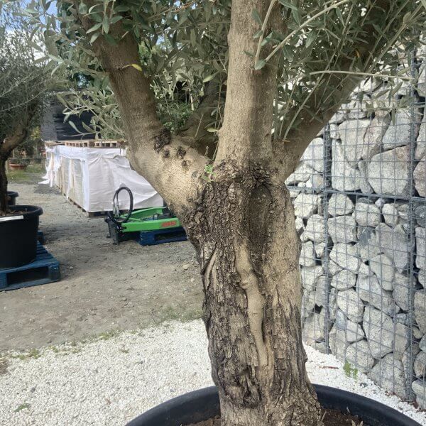 Gnarled Multistem Olive Tree XL J283 - Image 3